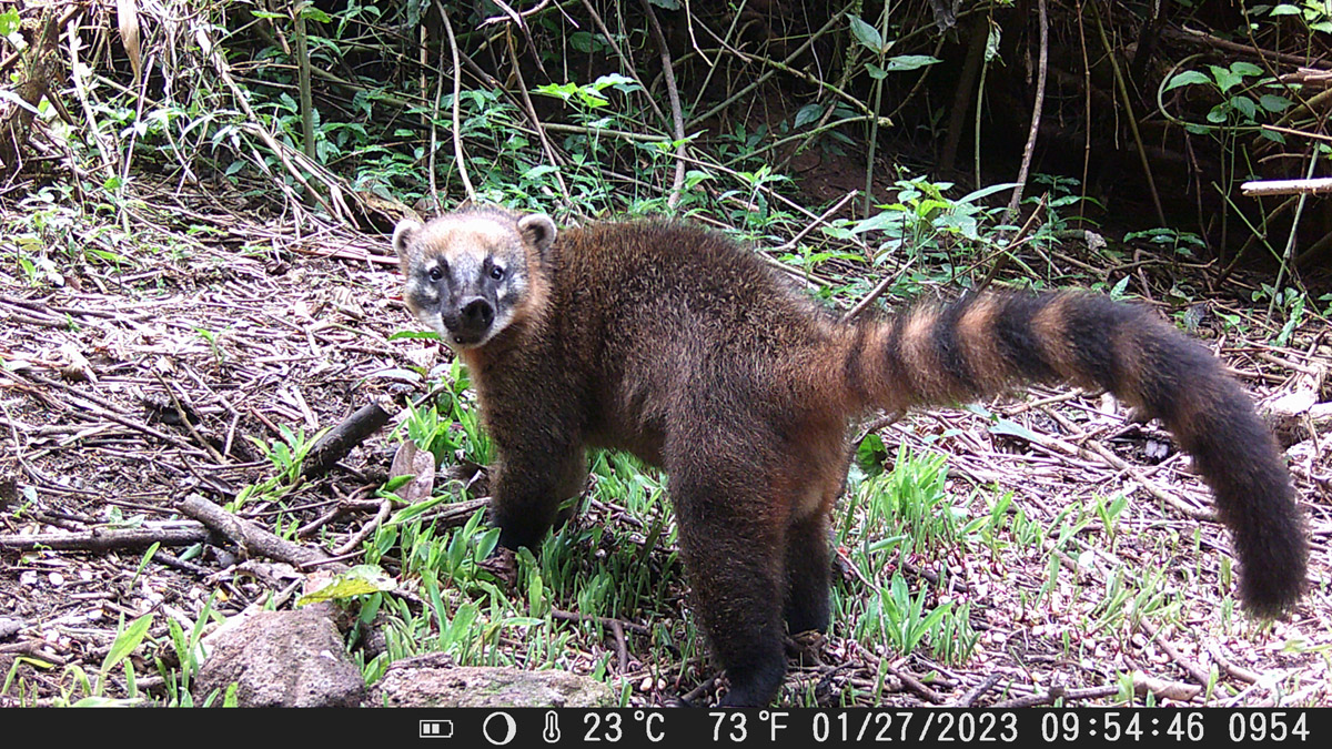 Camera Trap