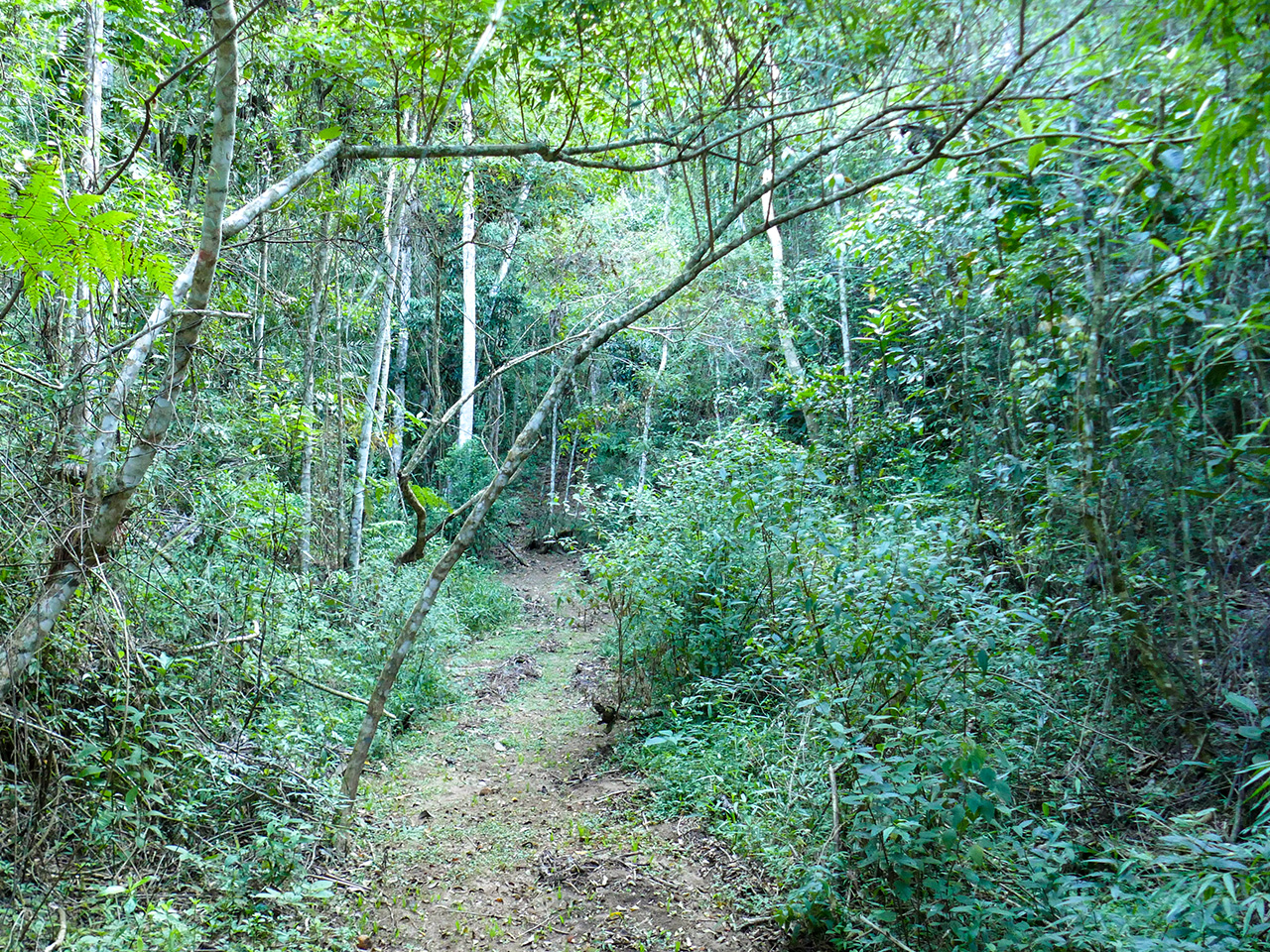 Itororo Brown Trail After