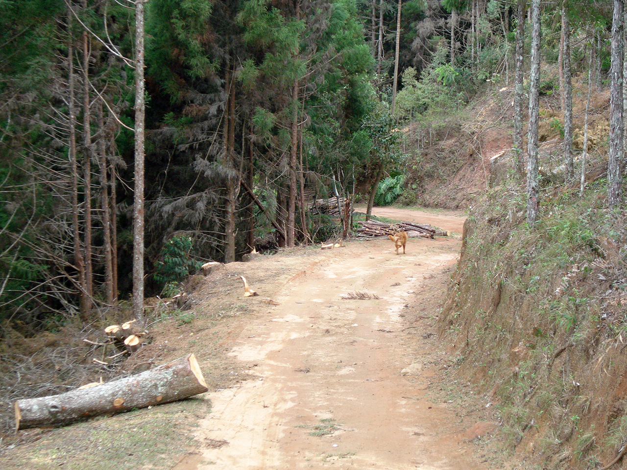 Itororo Yellow Trail Before