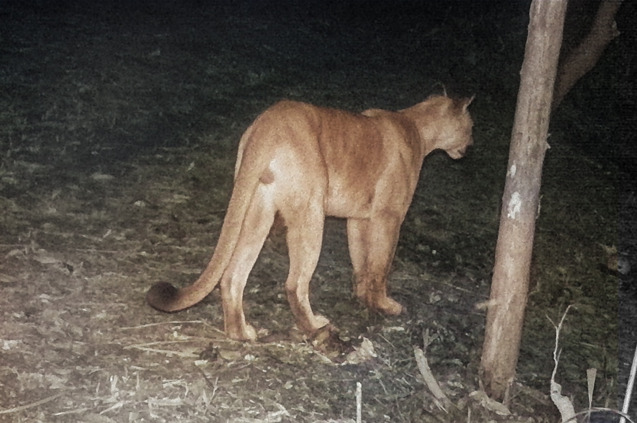 Cougar Puma at Eco Lodge Itororo